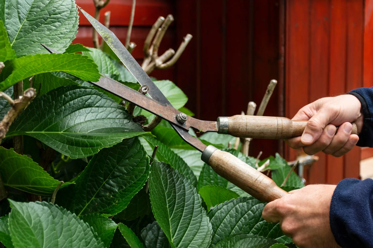 Pruning Shears
